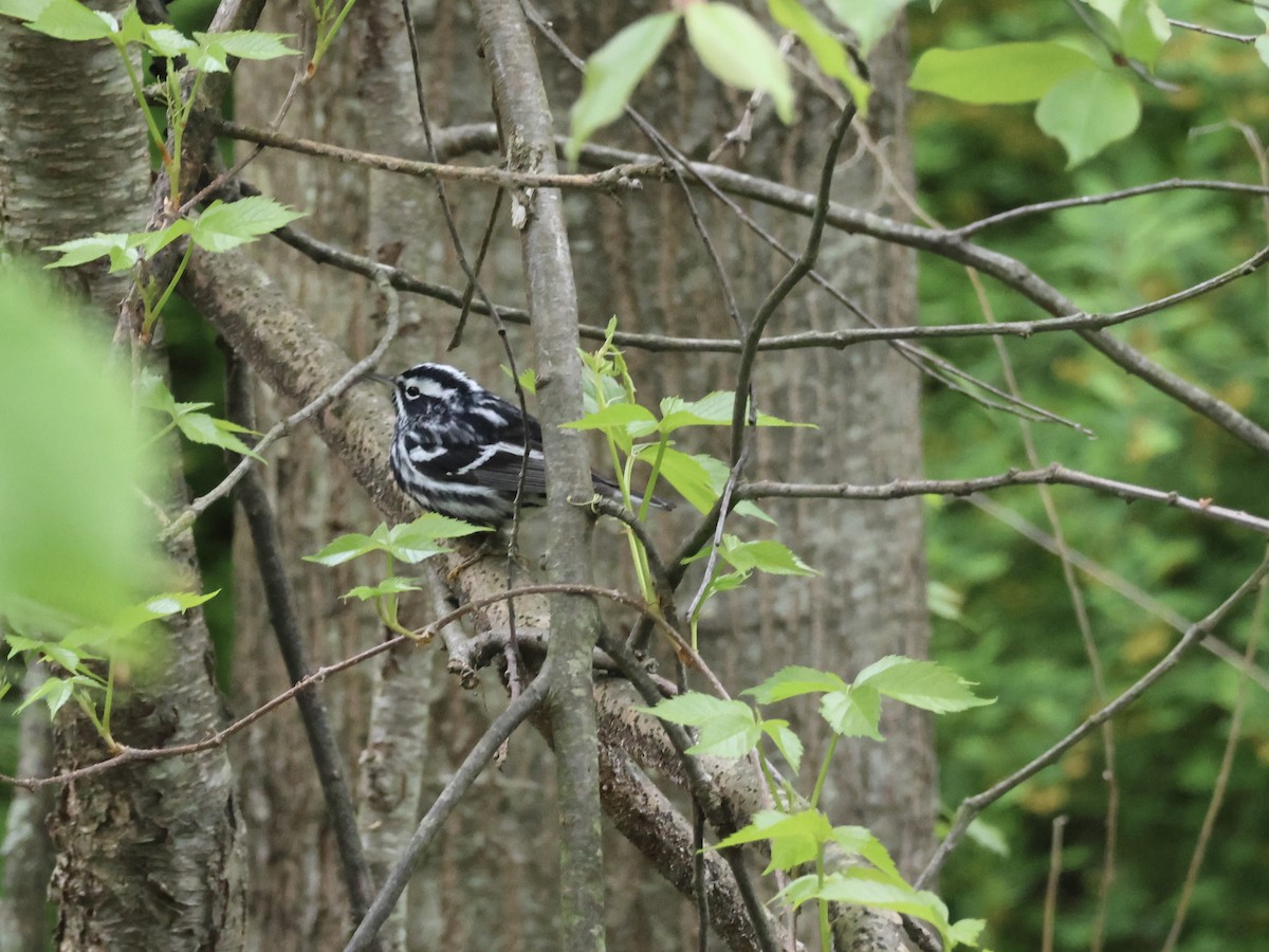 Paruline noir et blanc - ML618492102