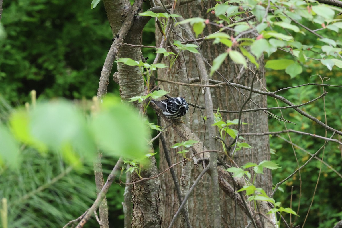 Paruline noir et blanc - ML618492104