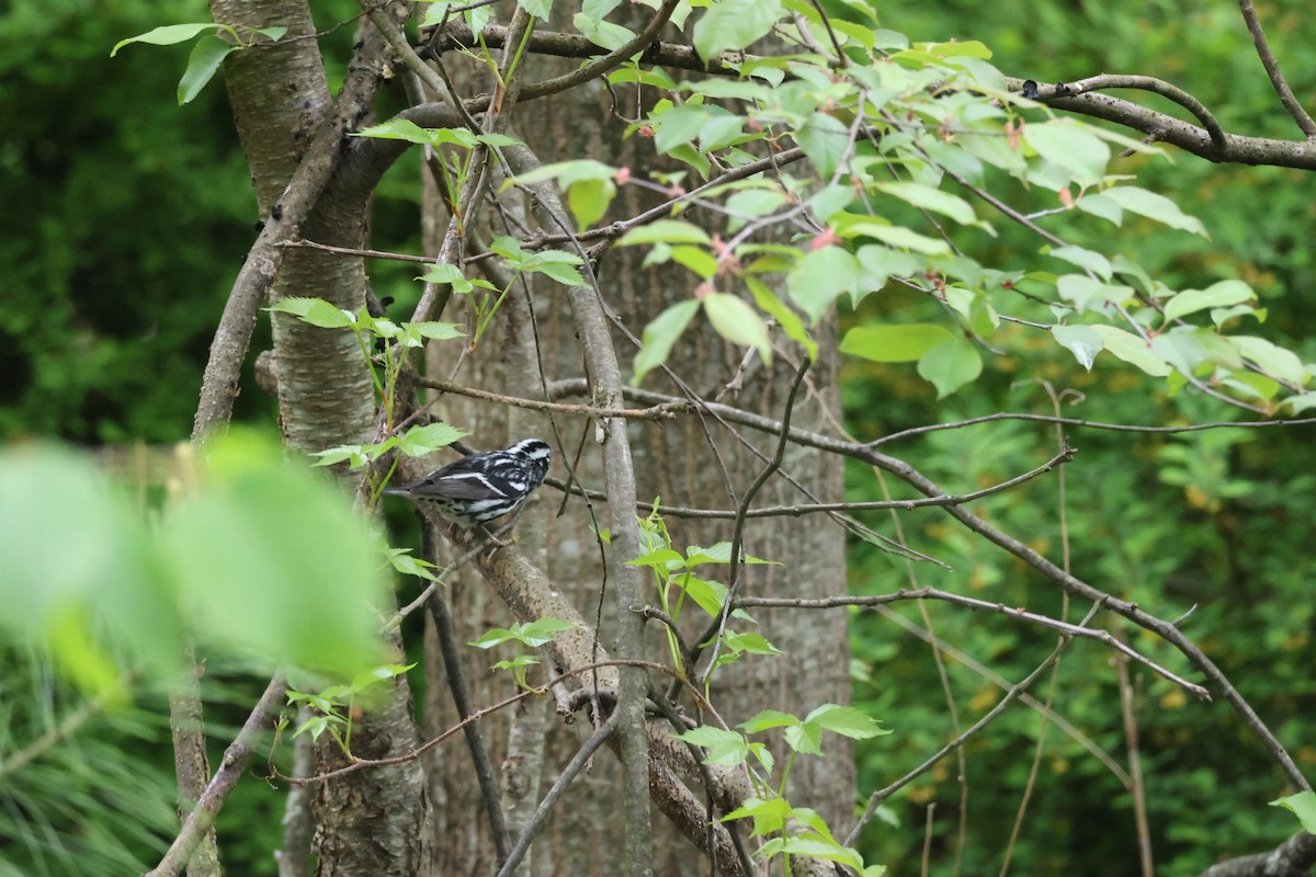 Paruline noir et blanc - ML618492105