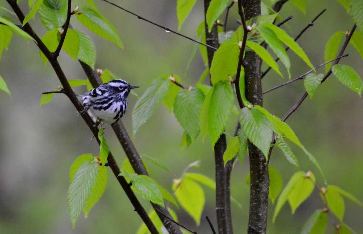 Black-and-white Warbler - ML618492116