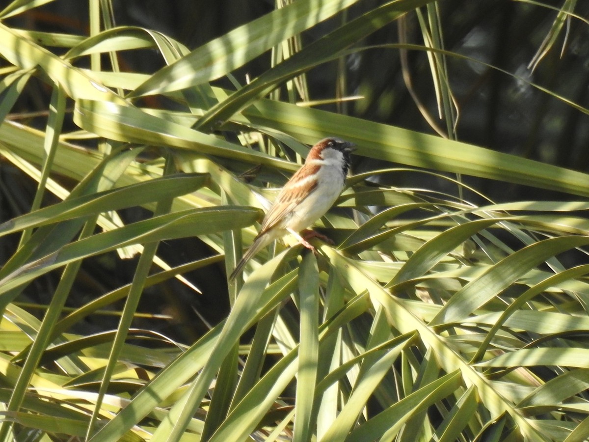 Moineau domestique - ML618492123