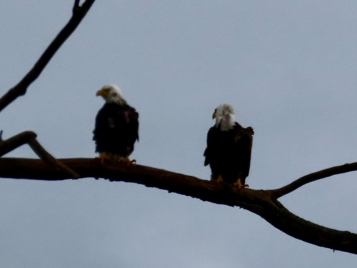 Bald Eagle - ML618492127