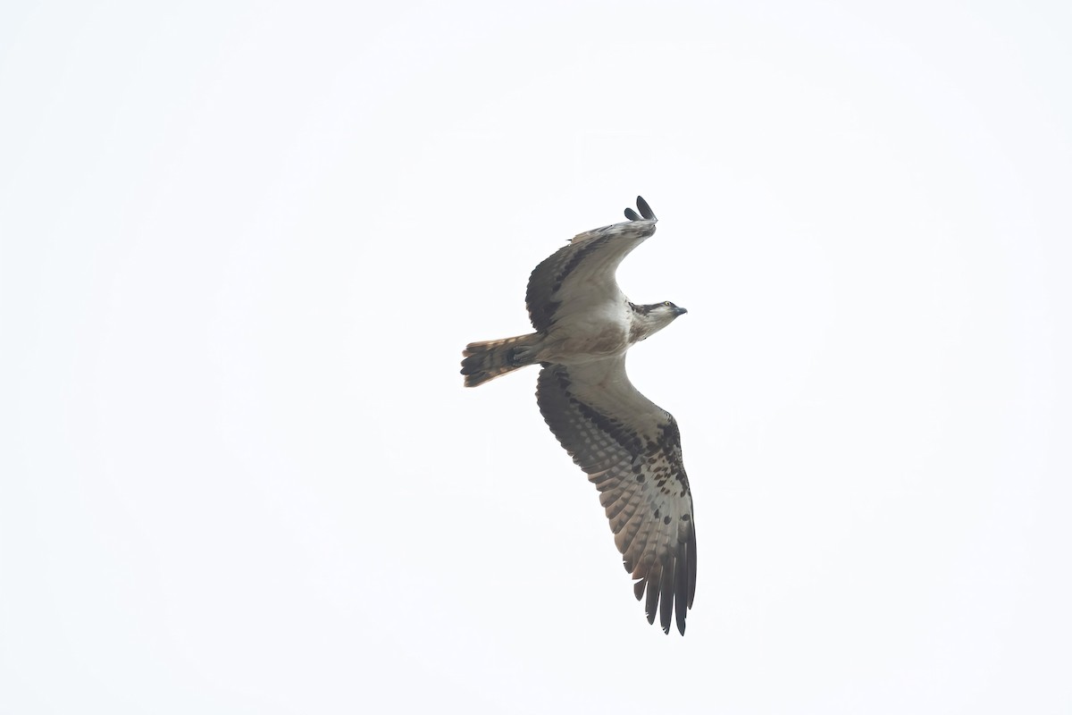 Osprey (haliaetus) - ML618492146