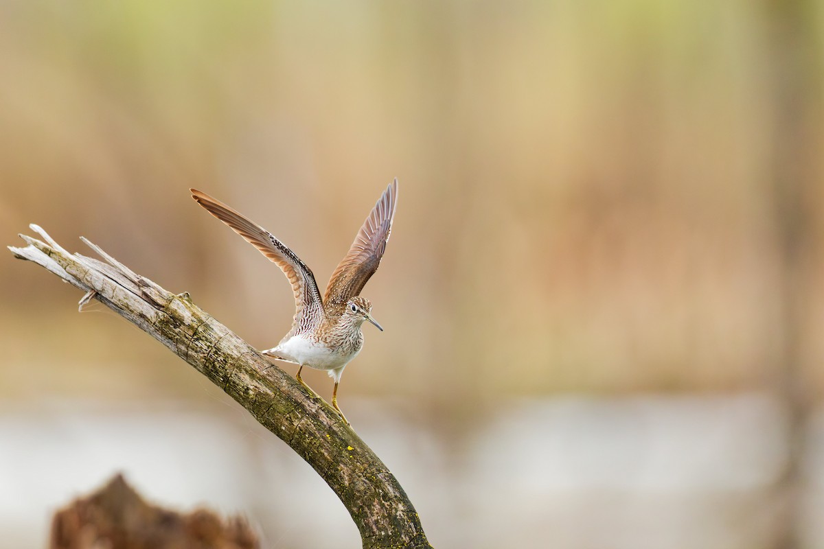 Solitary Sandpiper - Darry W.