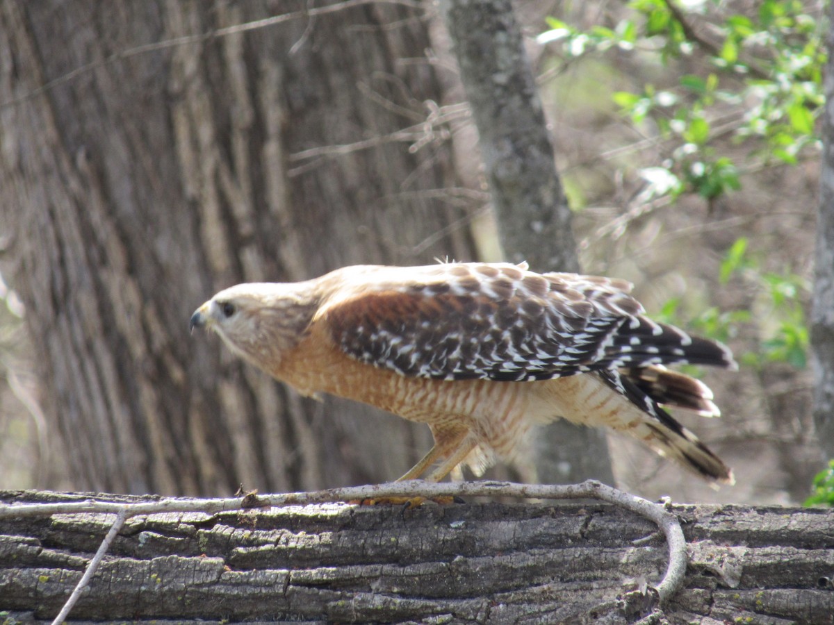 Red-shouldered Hawk - Caleb Helsel