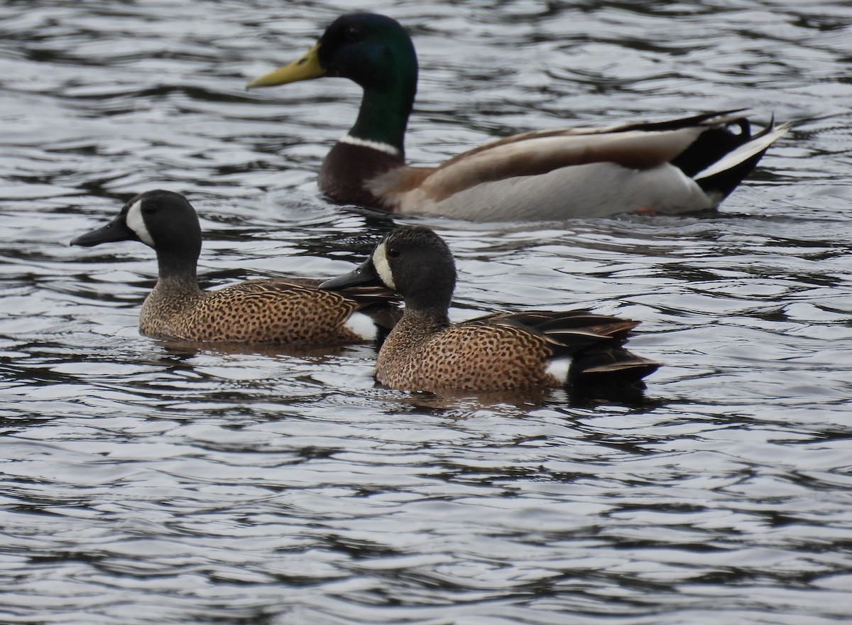 Blue-winged Teal - Carol Reid