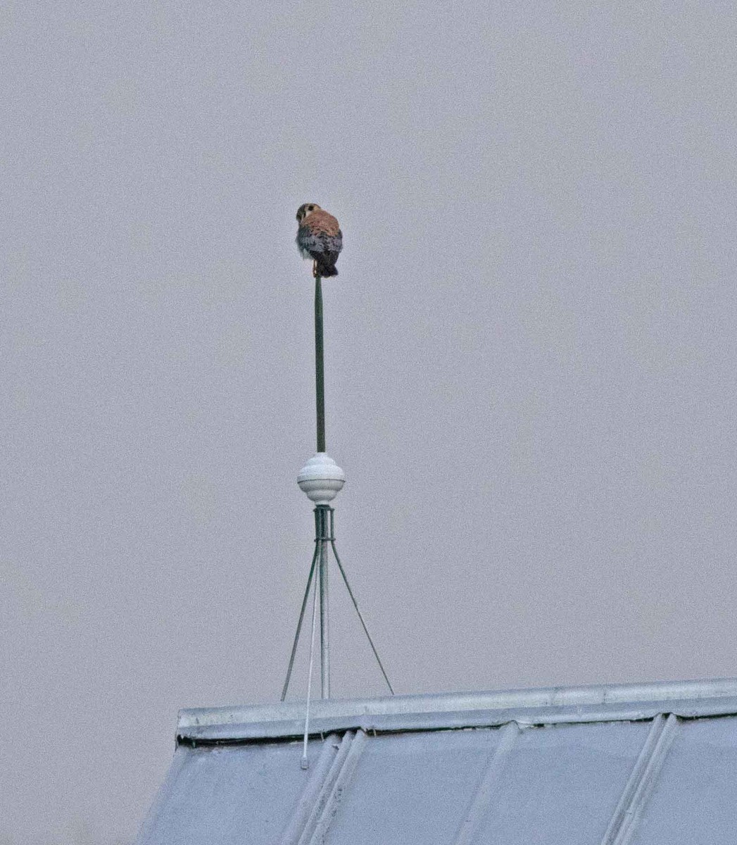 American Kestrel - Nick Bolgiano