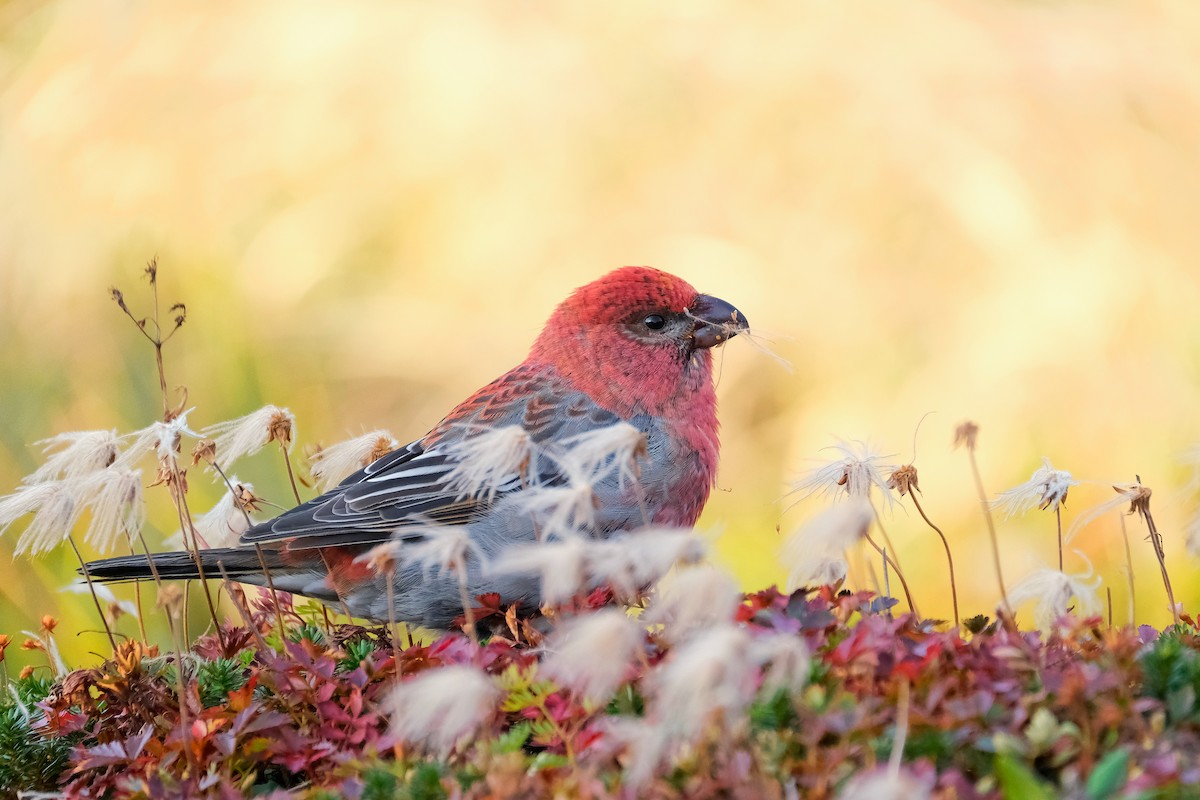Pine Grosbeak - ML618492210
