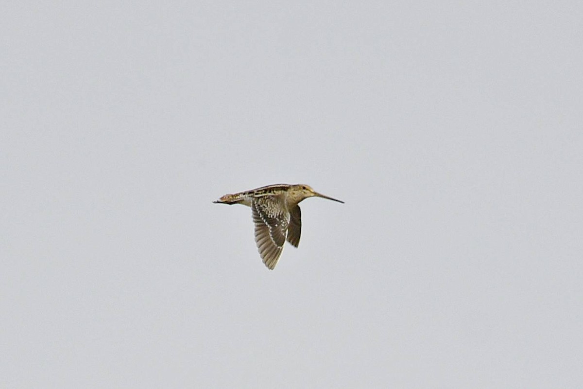 Pantanal Snipe - Marcelo Cuadrado