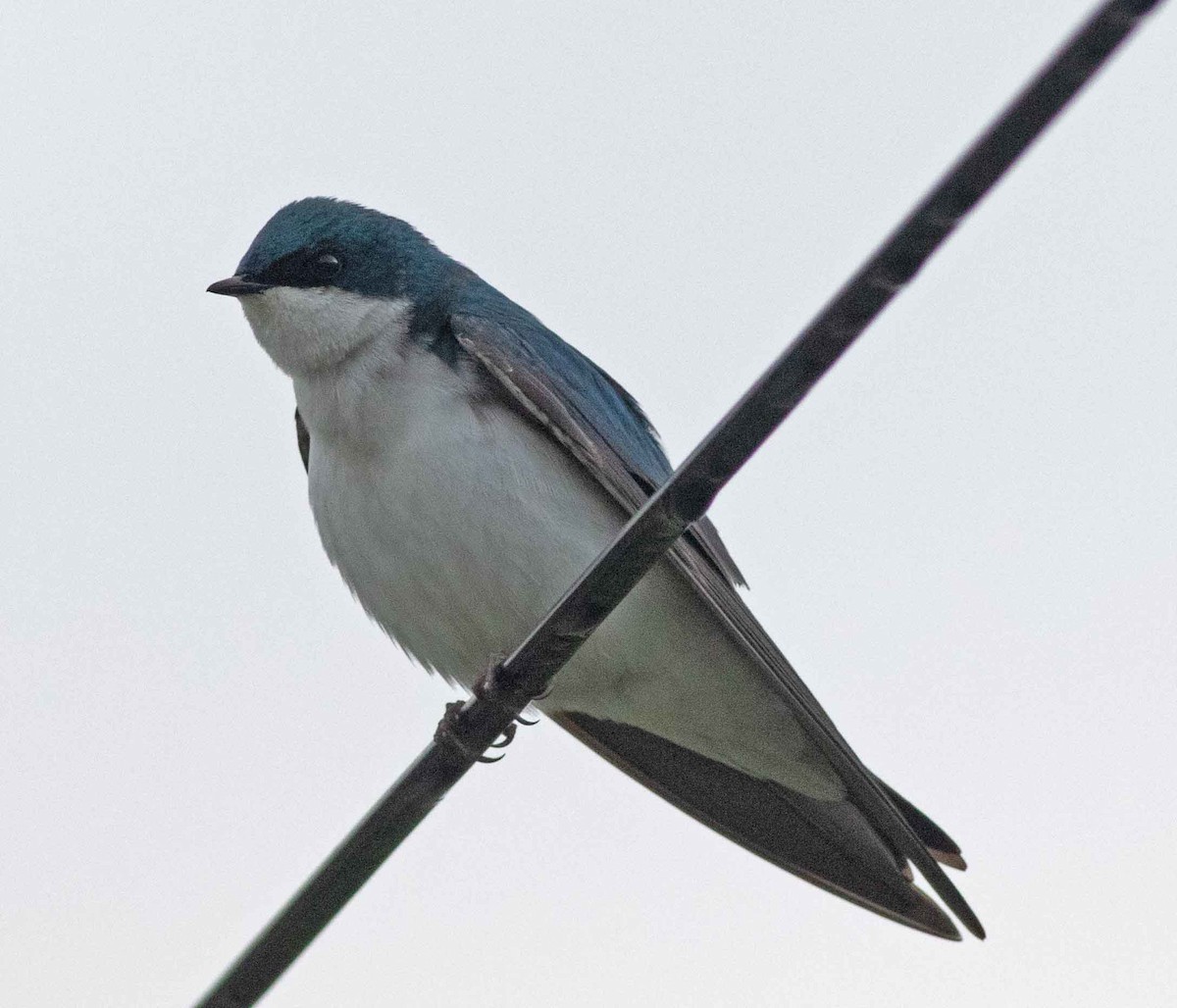 Tree Swallow - Nick Bolgiano