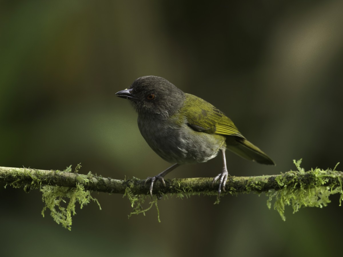 Dusky Chlorospingus - ML618492235