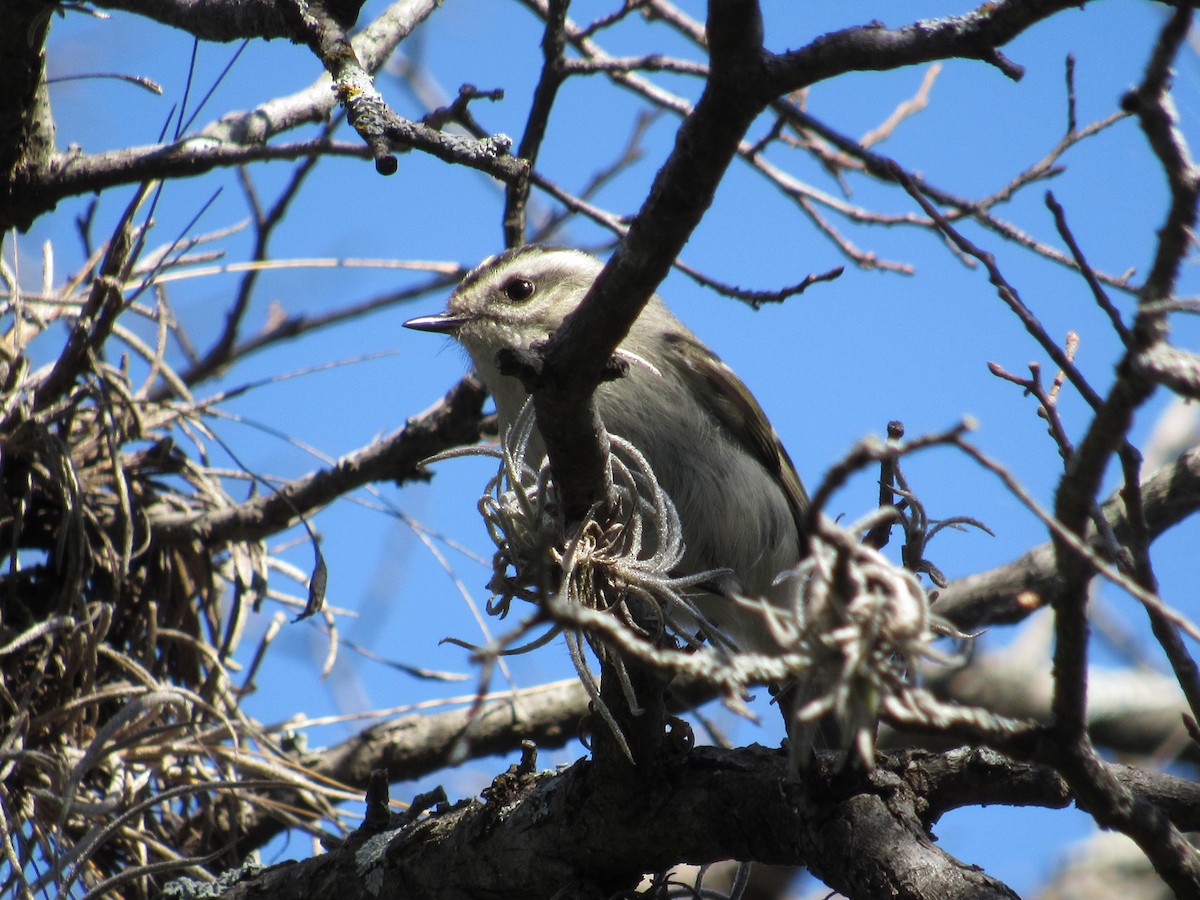 Golden-crowned Kinglet - ML618492243