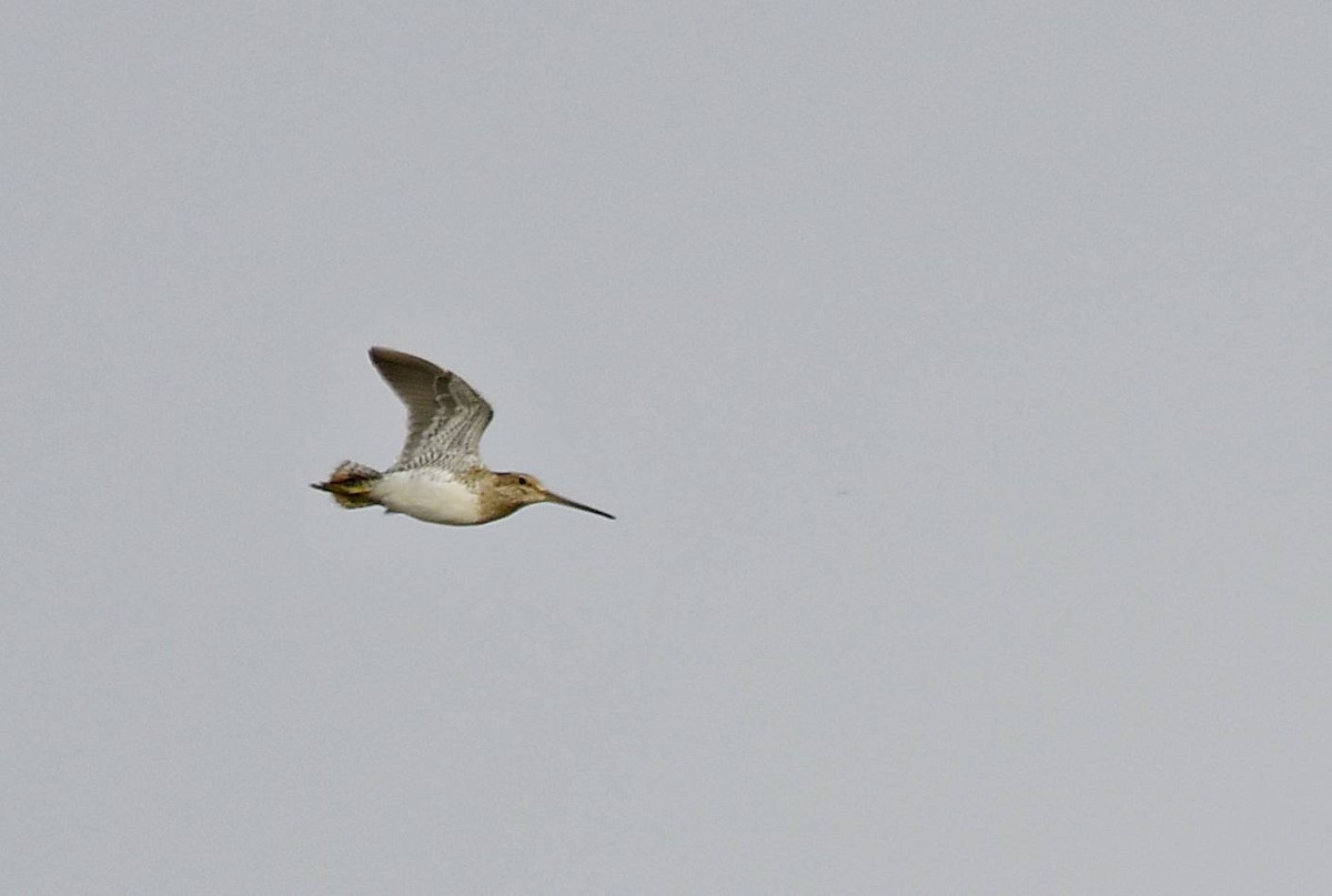 Pantanal Snipe - ML618492246