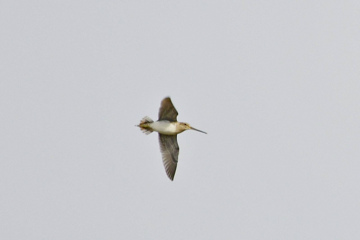 Pantanal Snipe - ML618492257