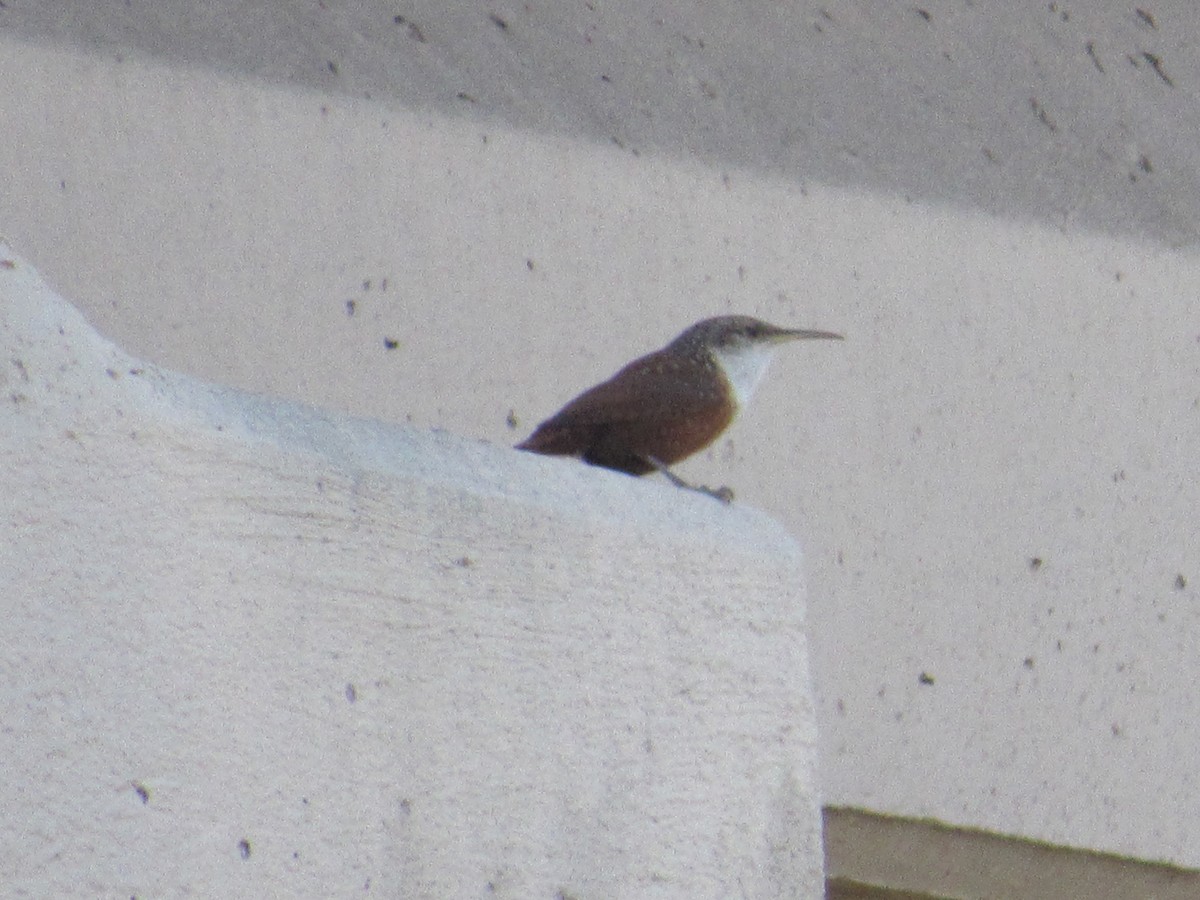 Canyon Wren - ML618492268