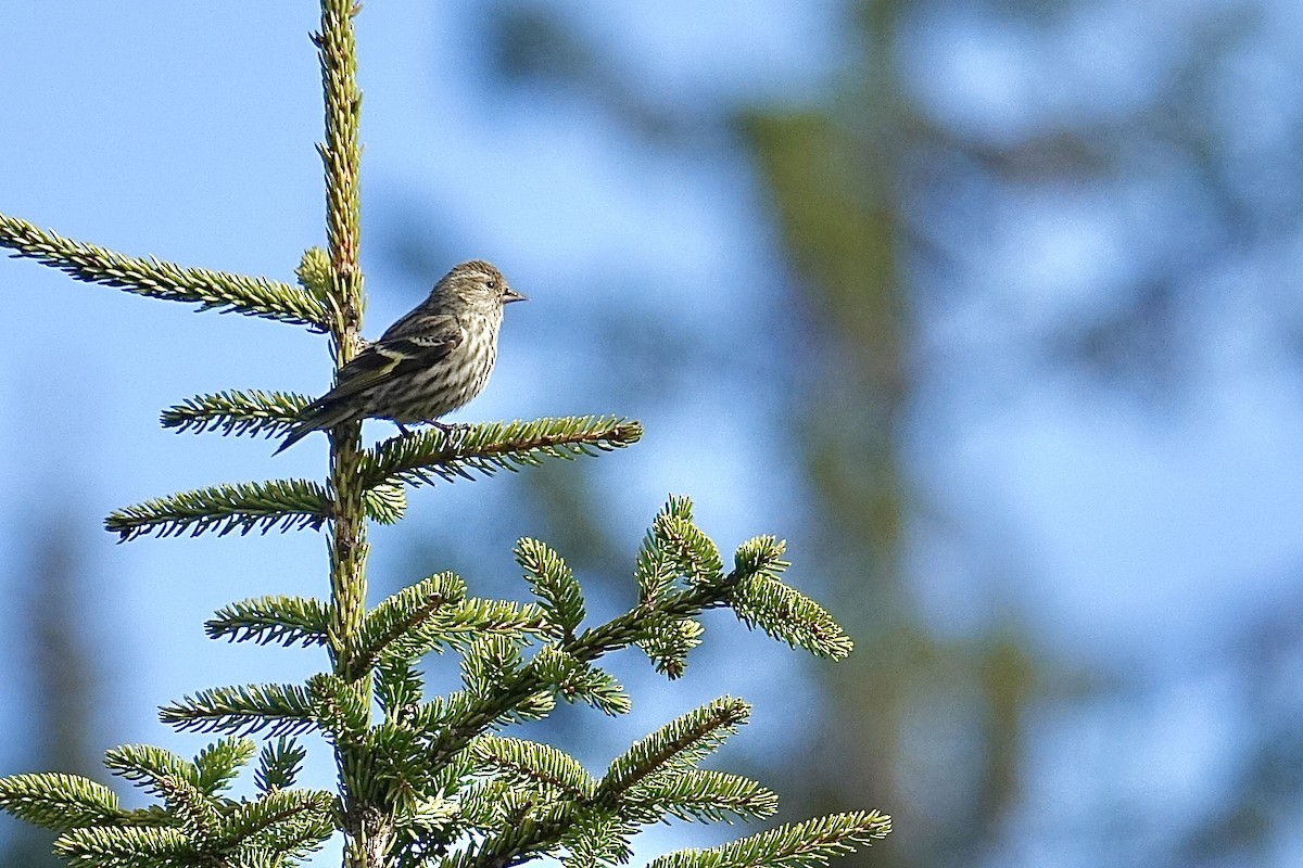 Pine Siskin - Yves Chalifour