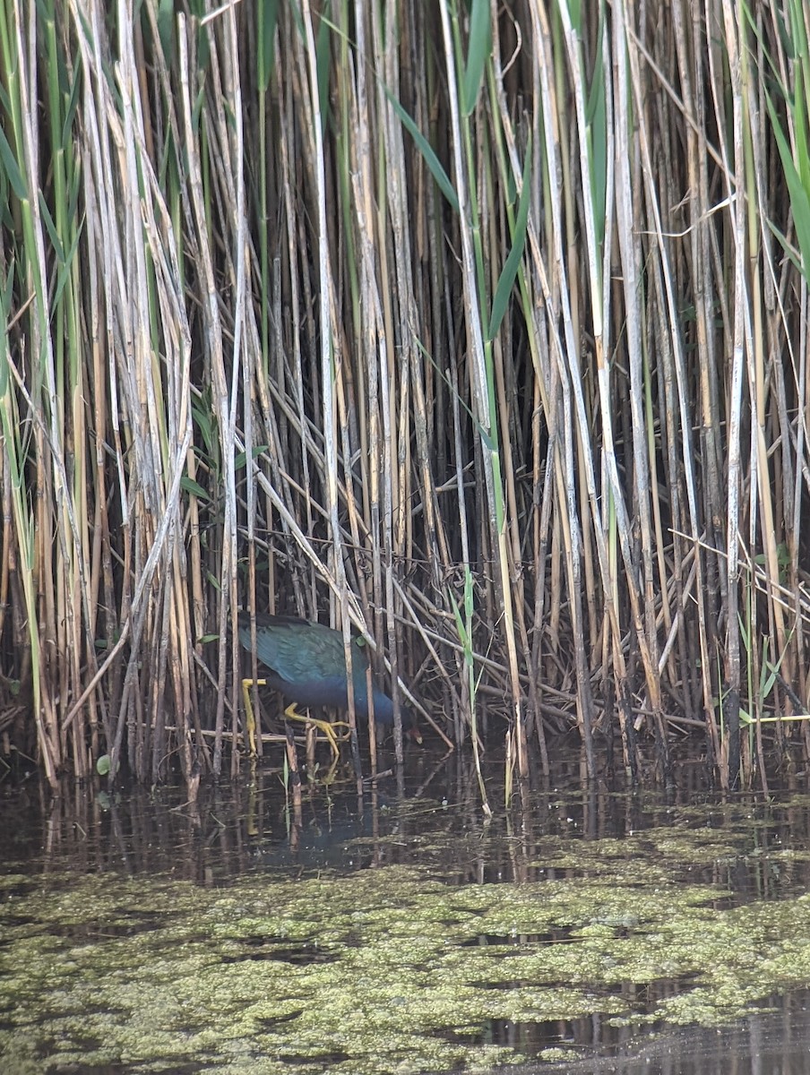 Purple Gallinule - ML618492284