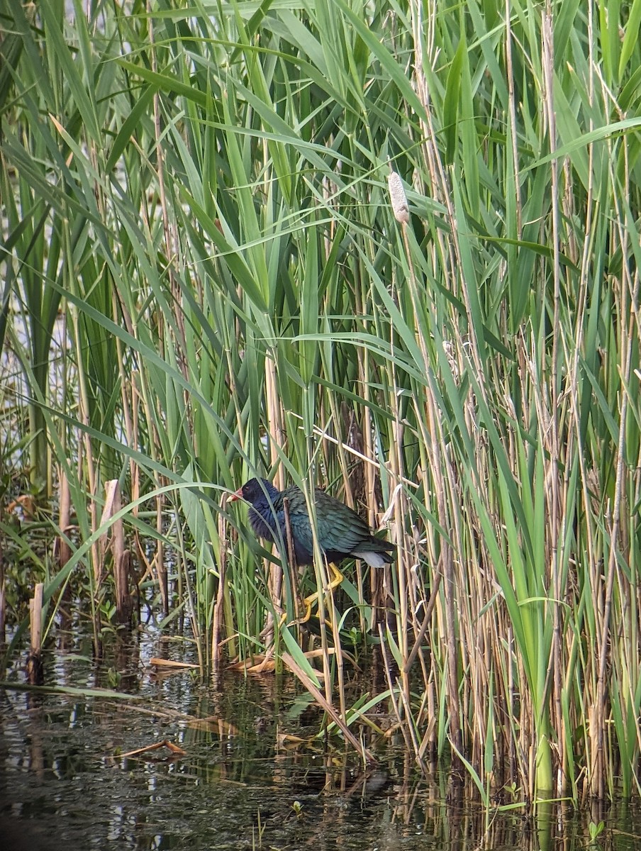 Purple Gallinule - ML618492287