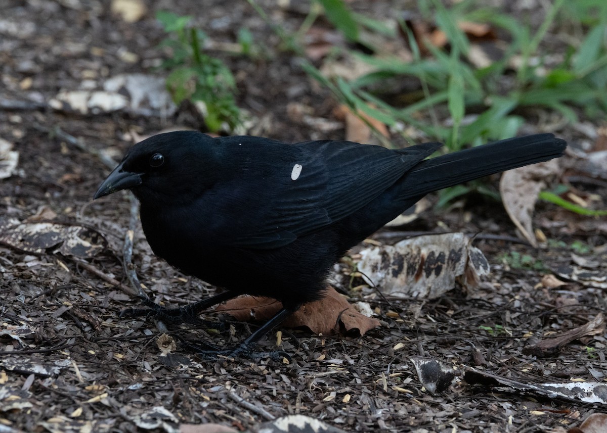 Cuban Blackbird - ML618492363