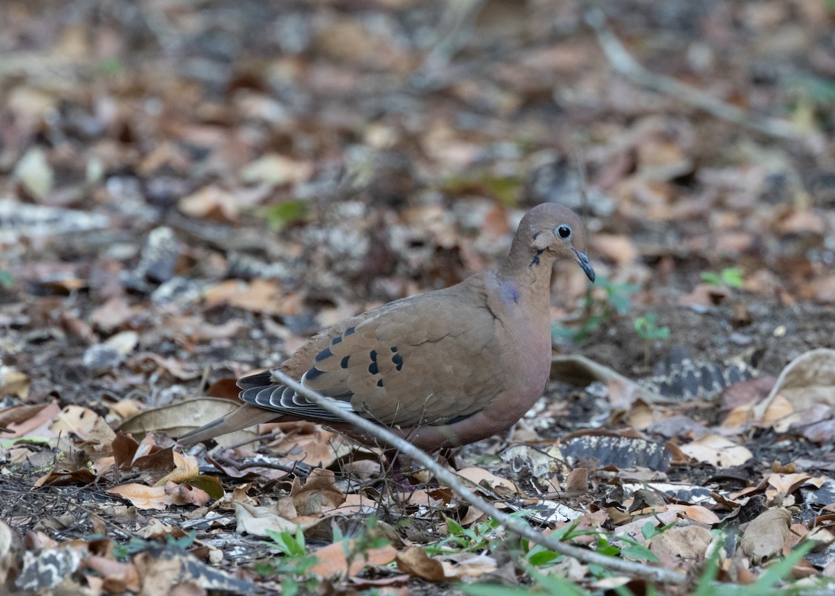 Zenaida Dove - Silvia Faustino Linhares