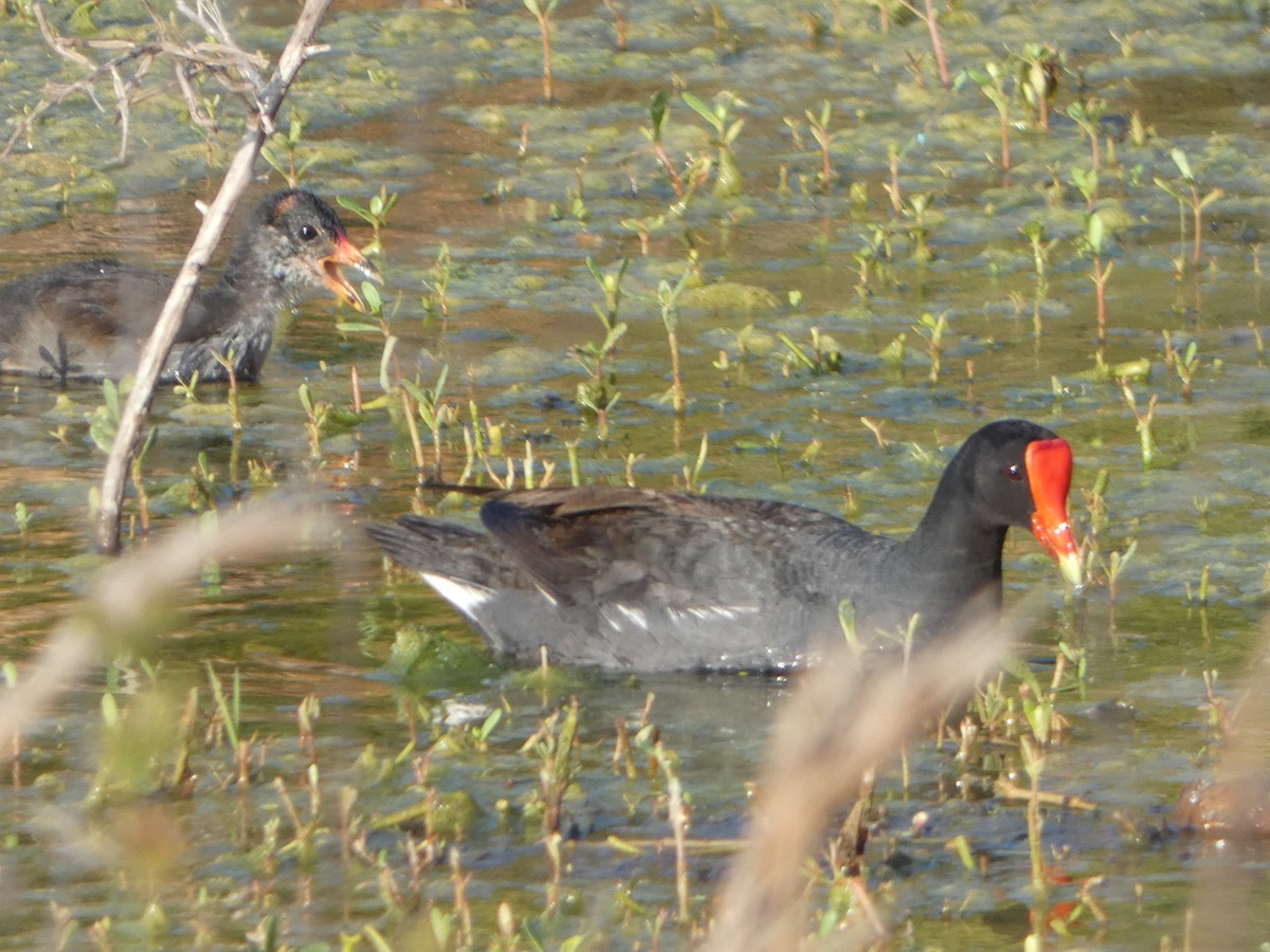 Common Gallinule - Cecelia Dumois