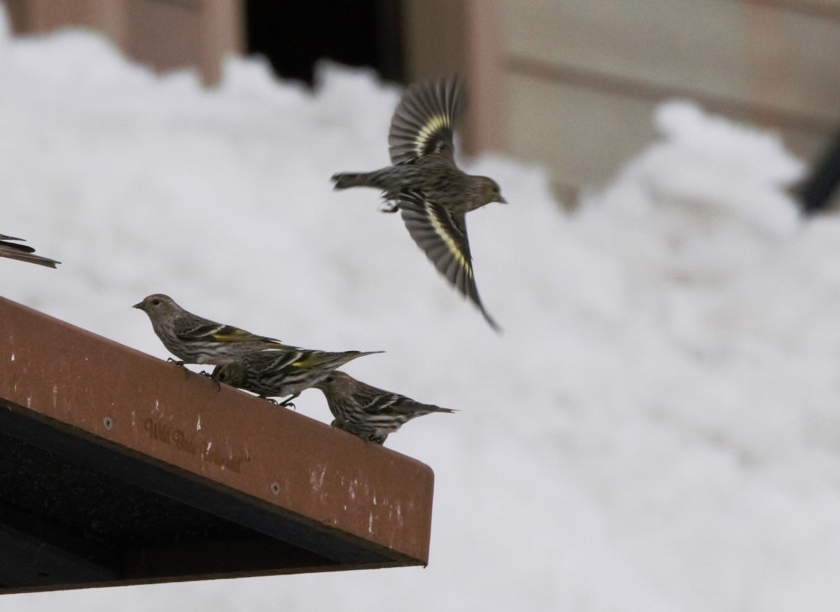 Pine Siskin - ML618492388