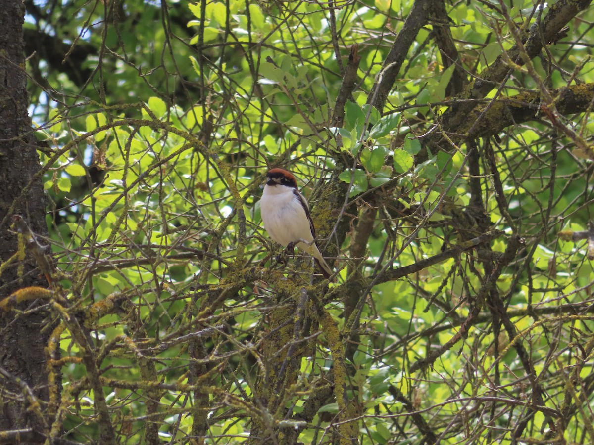 Woodchat Shrike - ML618492399