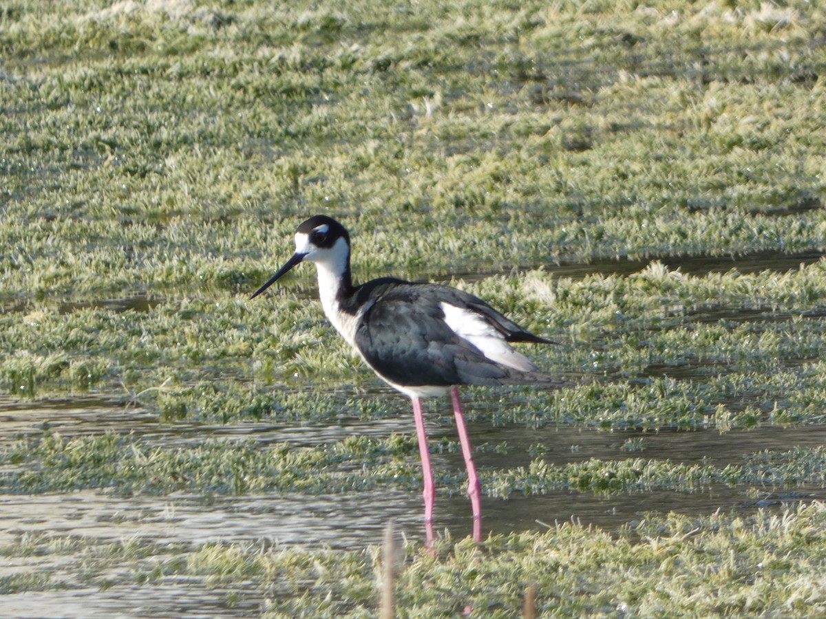 Black-necked Stilt - Cecelia Dumois