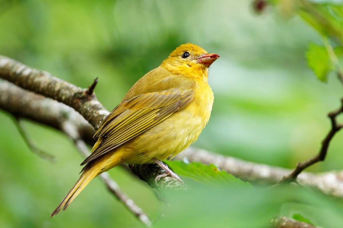 Summer Tanager - Alex Cox