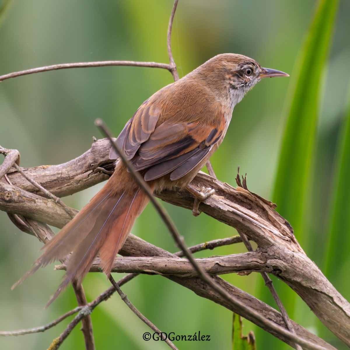 Sulphur-bearded Reedhaunter - GUSTAVO DANIEL GONZÁLEZ