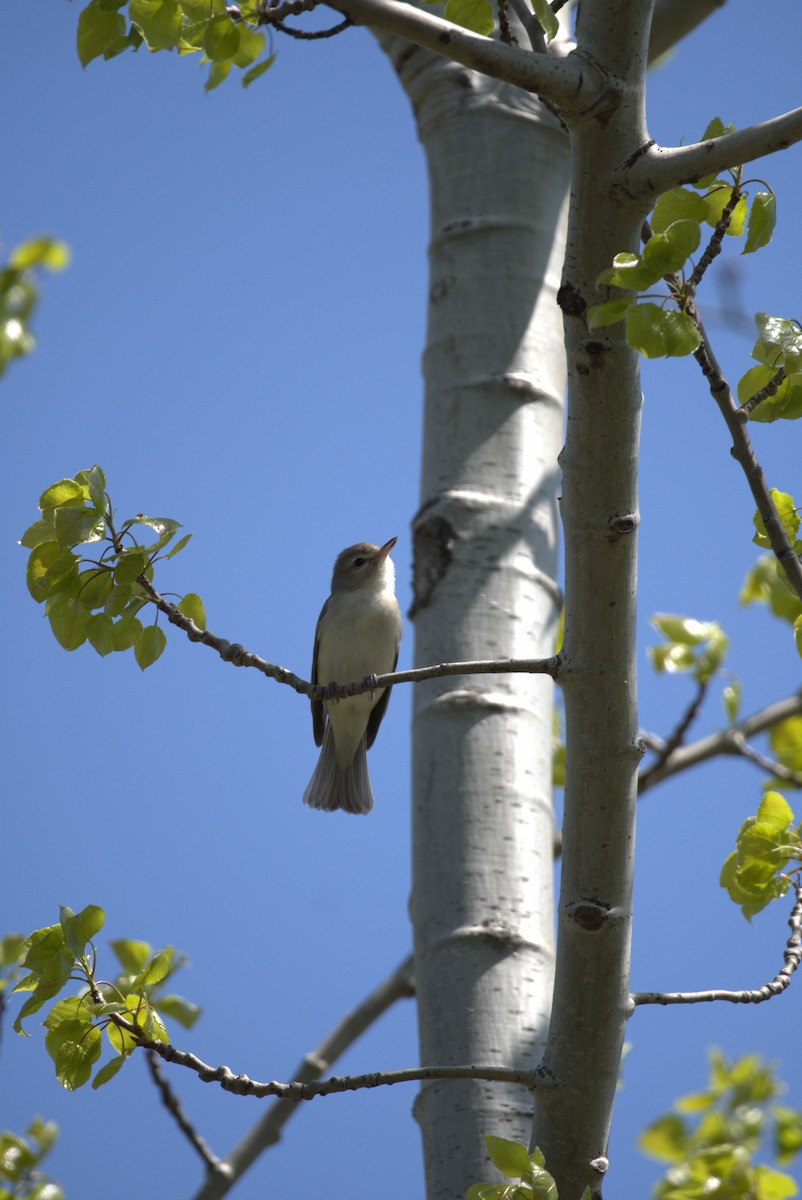 Warbling Vireo - Marcus Bute