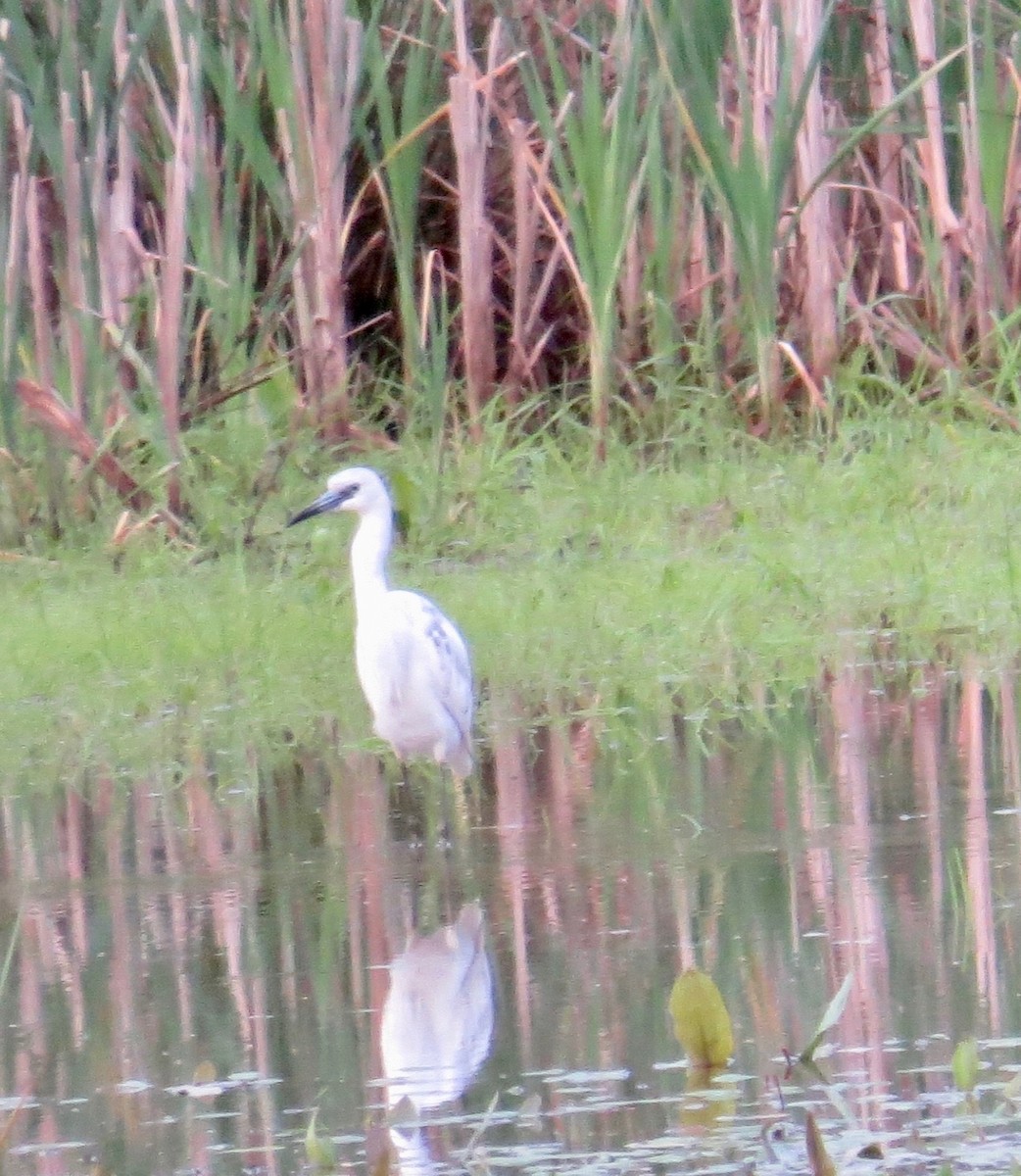 Little Blue Heron - Phil Cantino