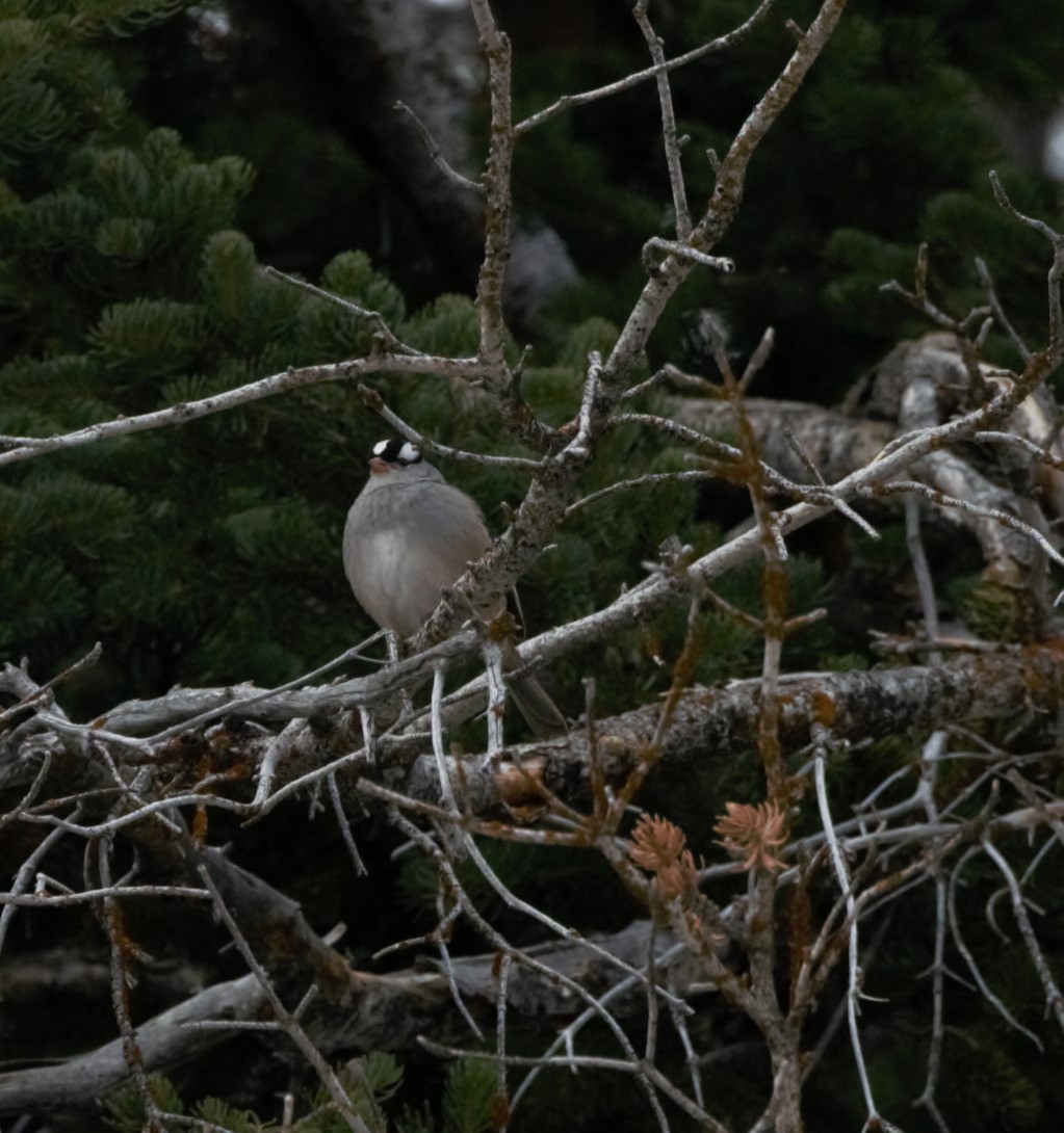 White-crowned Sparrow - Ron Andersen