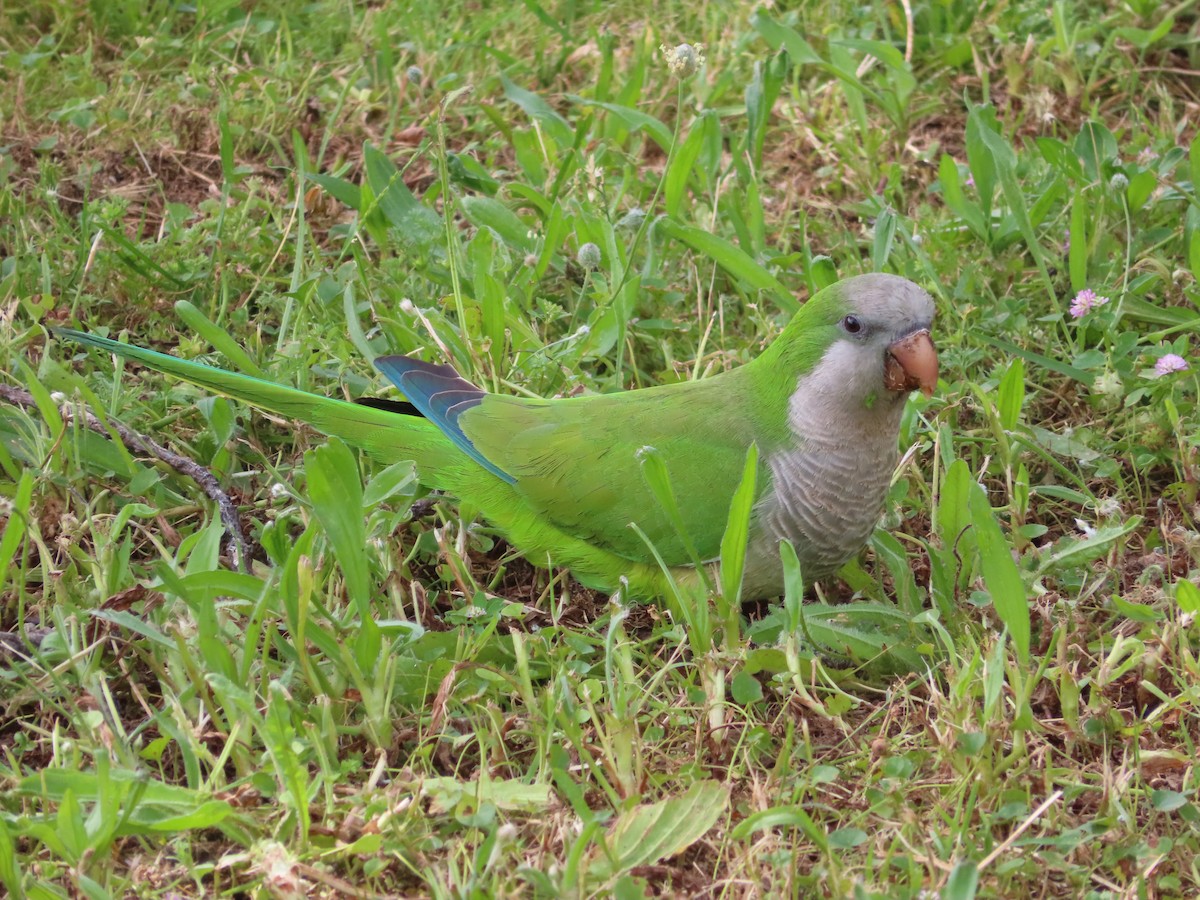 Monk Parakeet - ML618492472