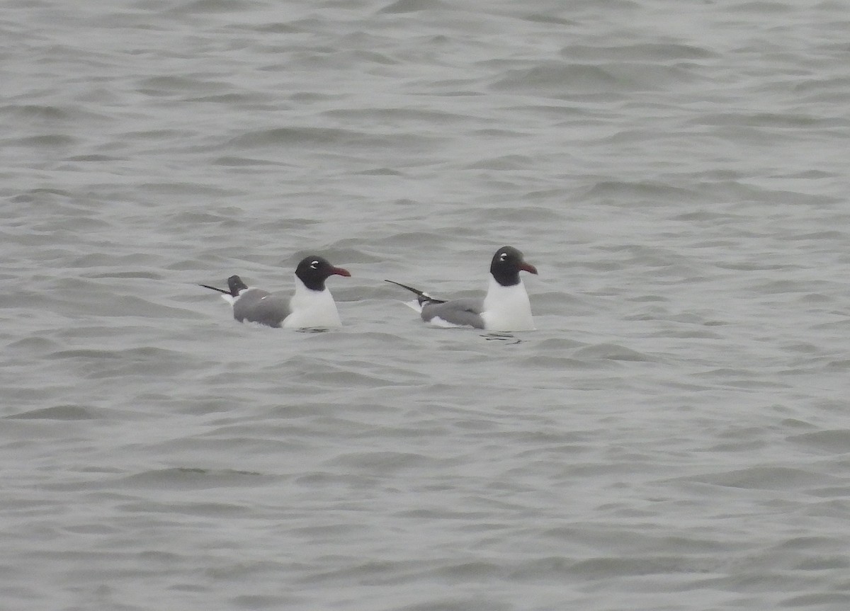 Gaviota Guanaguanare - ML618492499