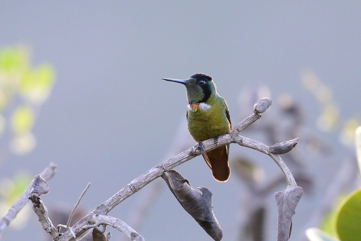 kolibřík krajkový - ML618492509