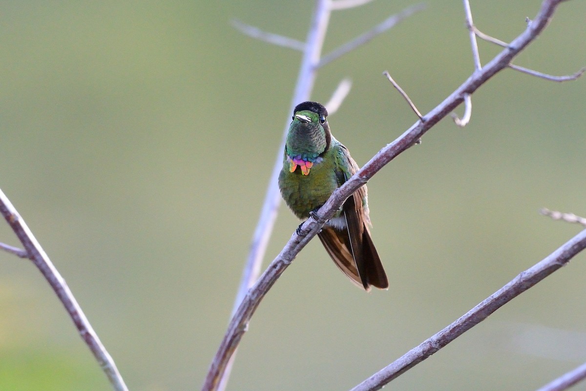 kolibřík krajkový - ML618492510