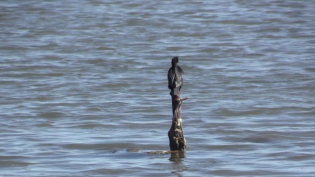 Pygmy Cormorant - ML618492527