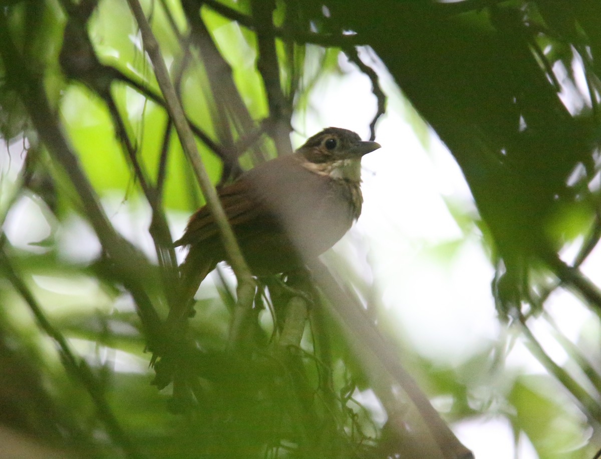 Ochre-throated Foliage-gleaner (pallidigularis) - ML618492530