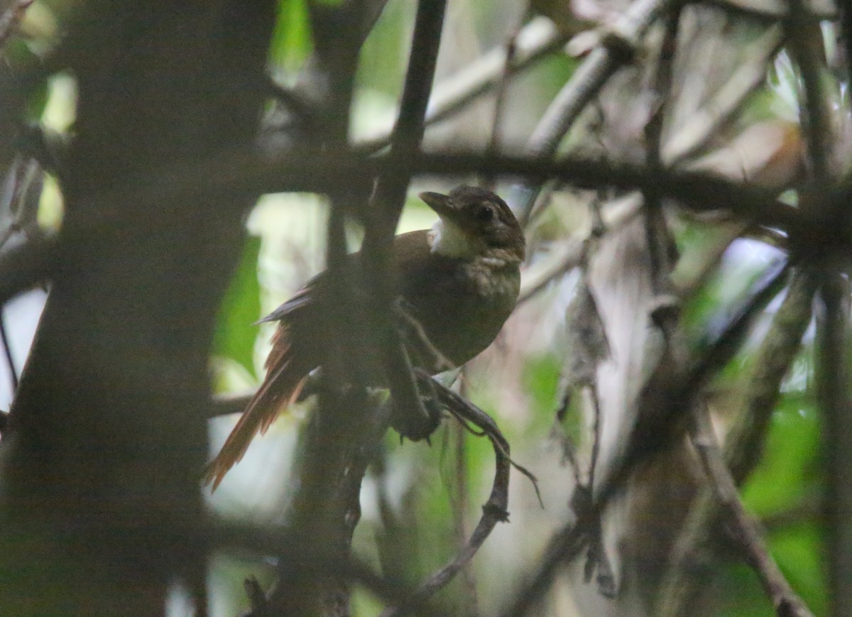 Ochre-throated Foliage-gleaner (pallidigularis) - ML618492532