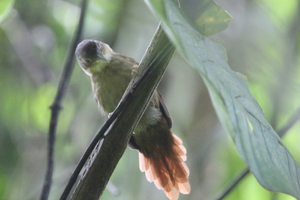 Ochre-throated Foliage-gleaner (pallidigularis) - ML618492533