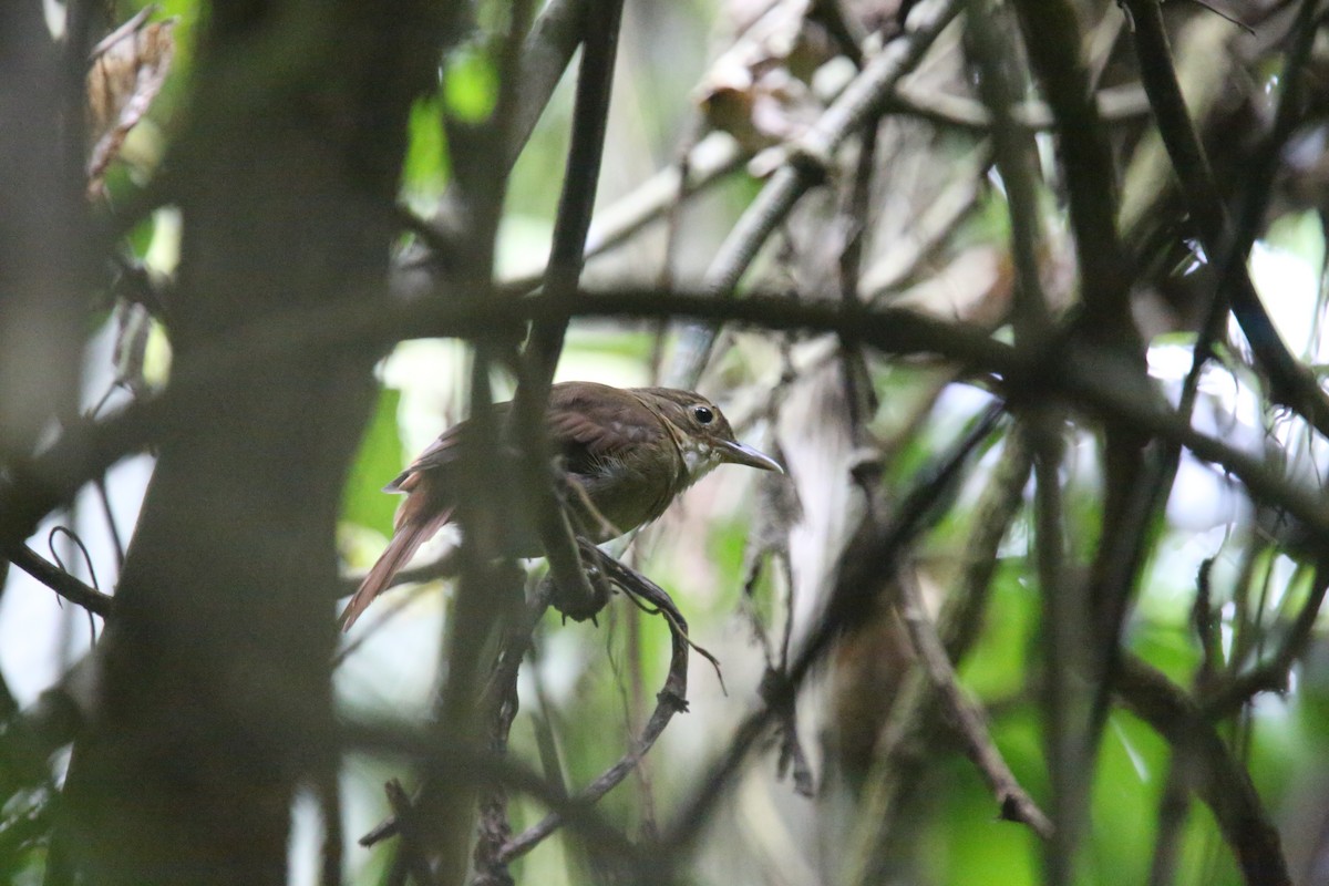 Ochre-throated Foliage-gleaner (pallidigularis) - Desmond Allen