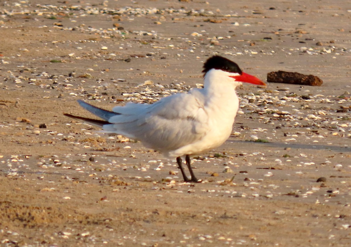 Caspian Tern - Randy Shonkwiler