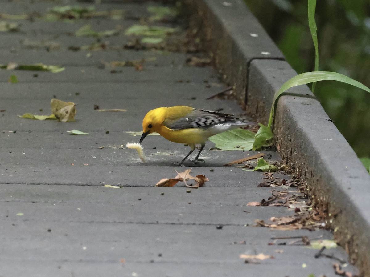 Prothonotary Warbler - Amy Bishop & Doug Booher