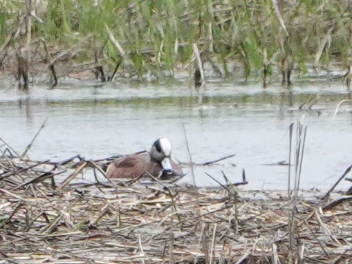 American Wigeon - ML618492561