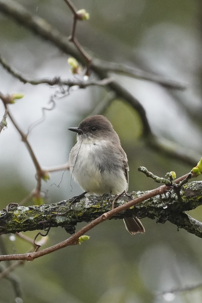 Eastern Phoebe - ML618492572