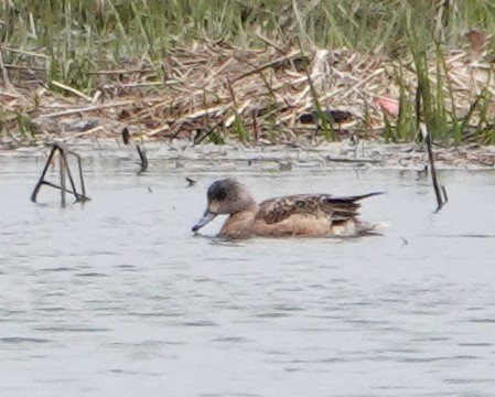 American Wigeon - Steve Mayo