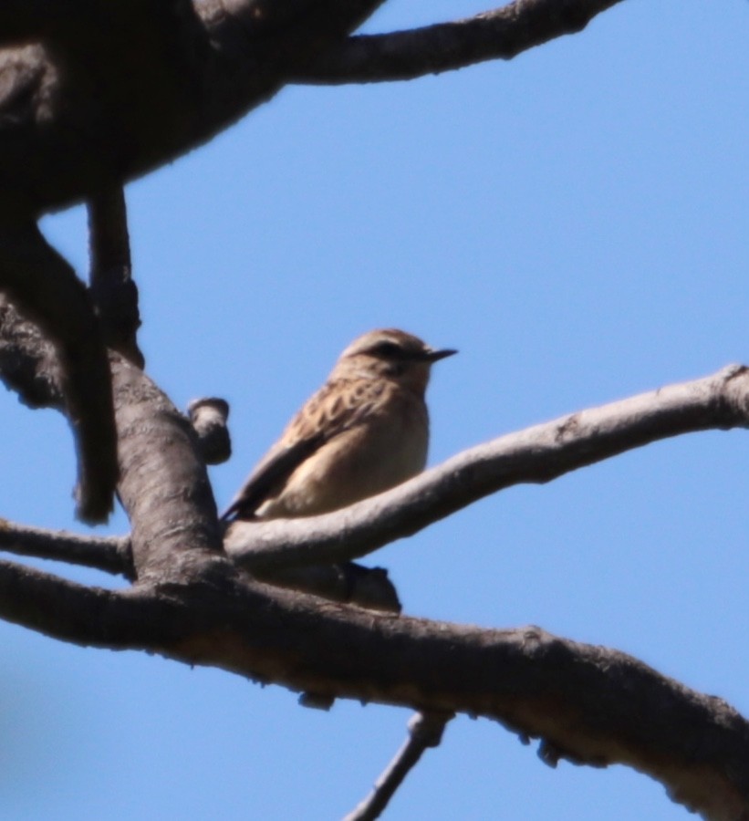 Whinchat - ML618492624