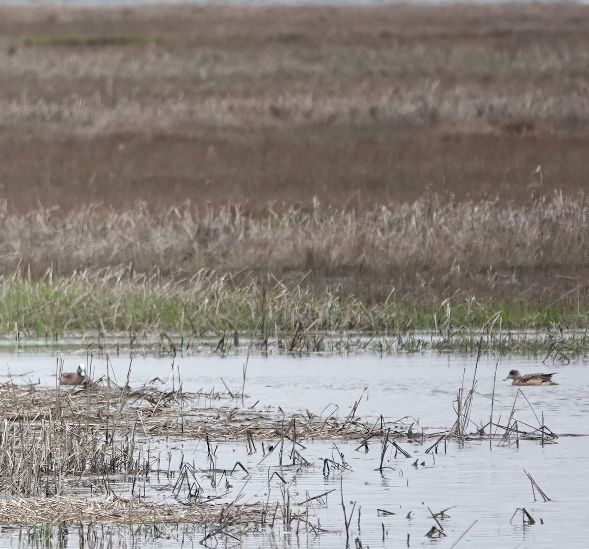 American Wigeon - ML618492630