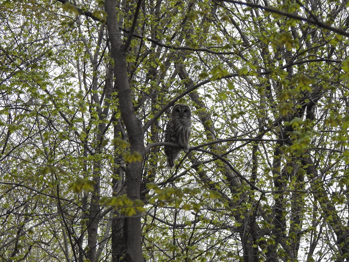 Barred Owl - Jacques Bélanger